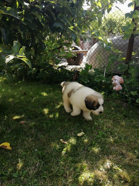  - Ciobănesc romanesc mioritic 2019