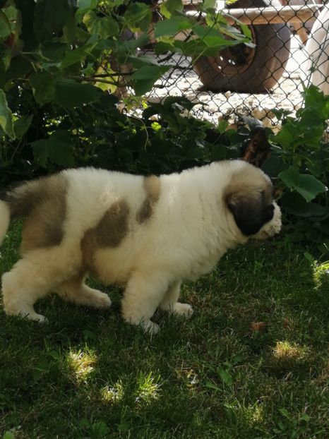  - Ciobănesc romanesc mioritic 2019