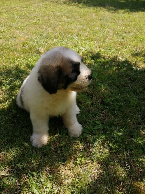  - Ciobănesc romanesc mioritic 2019