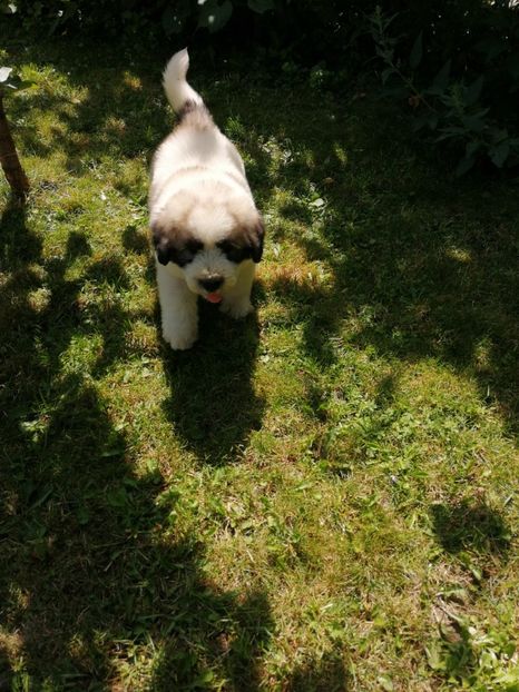  - Ciobănesc romanesc mioritic 2019