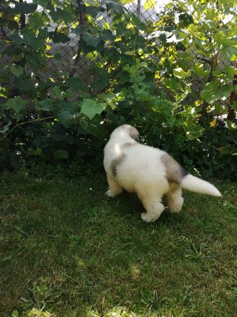  - Ciobănesc romanesc mioritic 2019