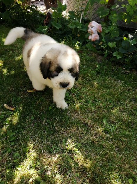  - Ciobănesc romanesc mioritic 2019