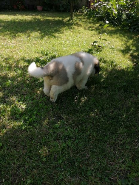  - Ciobănesc romanesc mioritic 2019