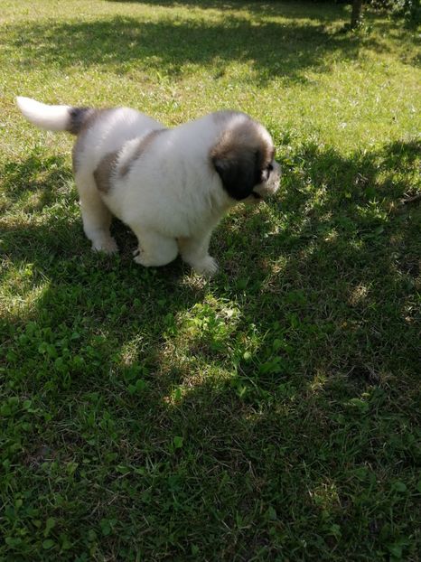  - Ciobănesc romanesc mioritic 2019