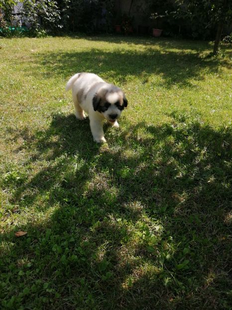  - Ciobănesc romanesc mioritic 2019