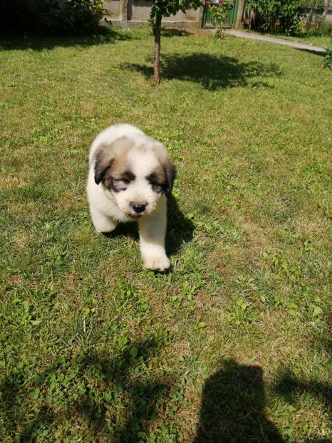  - Ciobănesc romanesc mioritic 2019