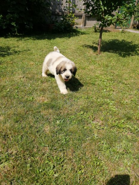  - Ciobănesc romanesc mioritic 2019