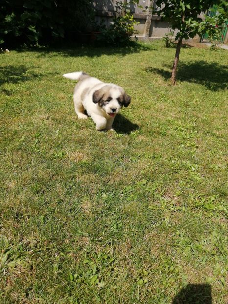  - Ciobănesc romanesc mioritic 2019