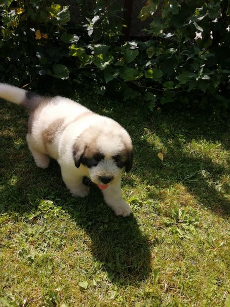  - Ciobănesc romanesc mioritic 2019