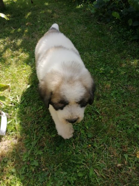  - Ciobănesc romanesc mioritic 2019