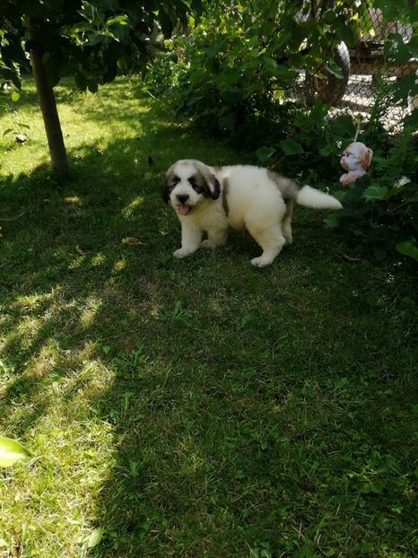  - Ciobănesc romanesc mioritic 2019