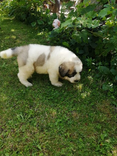  - Ciobănesc romanesc mioritic 2019