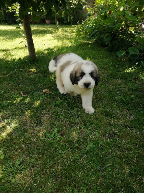  - Ciobănesc romanesc mioritic 2019