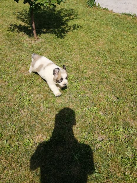  - Ciobănesc romanesc mioritic 2019