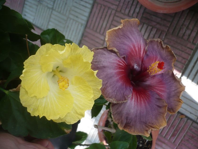 P1420119 - HIBISCUSI 2019-1