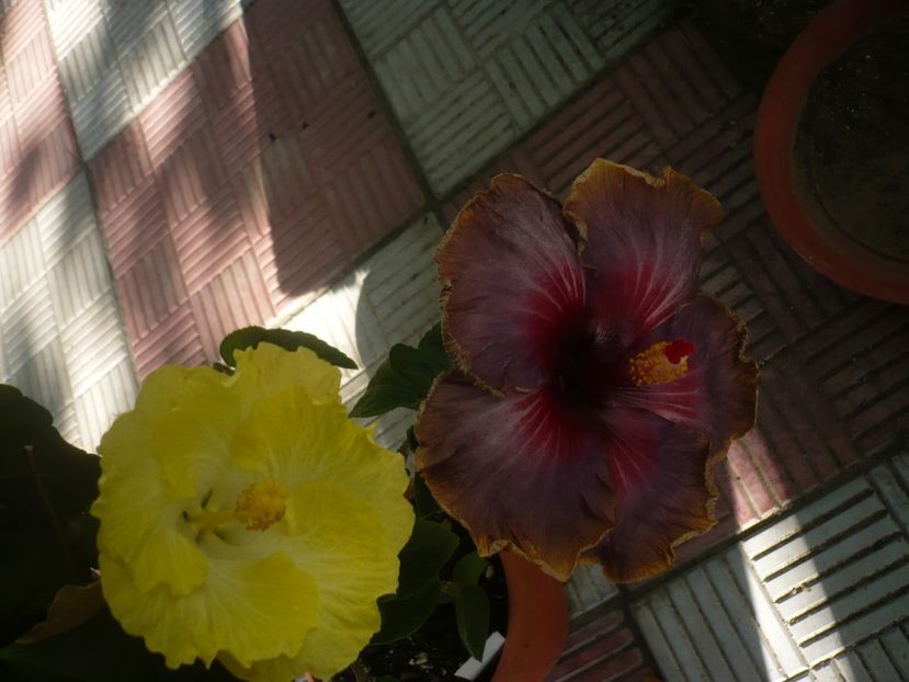 P1420120 - HIBISCUSI 2019-1