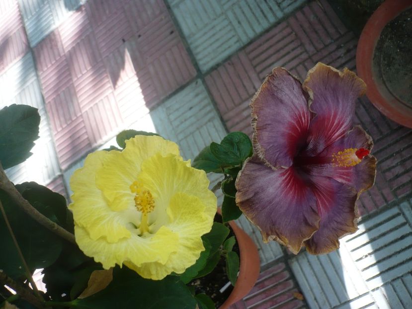 P1420121 - HIBISCUSI 2019-1