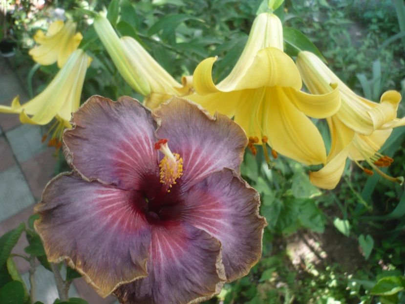 P1420122 - HIBISCUSI 2019-1