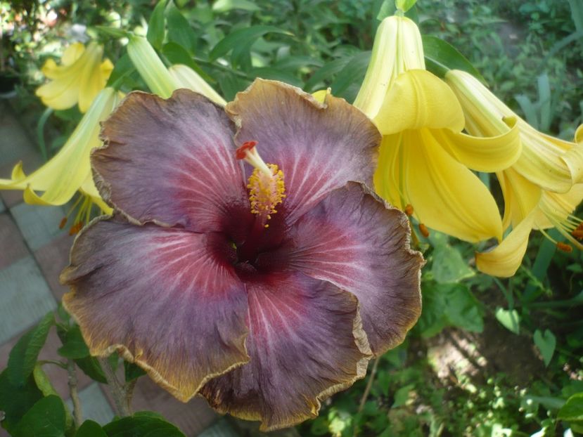 P1420123 - HIBISCUSI 2019-1