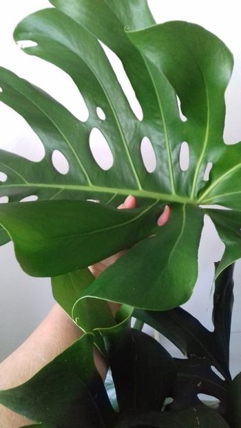 Monstera deliciosa- uriasa mea - 003-1 Mostera