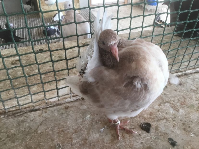 28D0ED71-C6EF-4EED-A776-5E1FA631FC53 - Pui voltati 2019!