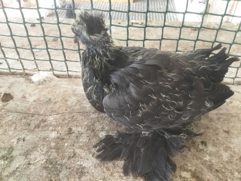 AE87570D-EEDC-49EA-86AB-3BED5350697E - Pui voltati indieni 2019 !