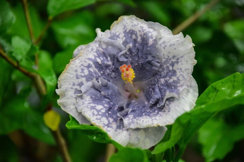  - Moorea Teanihei II