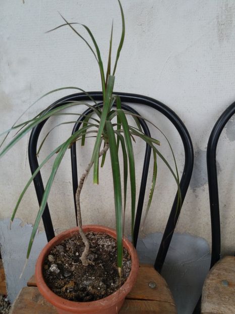  - flori de camera 2019