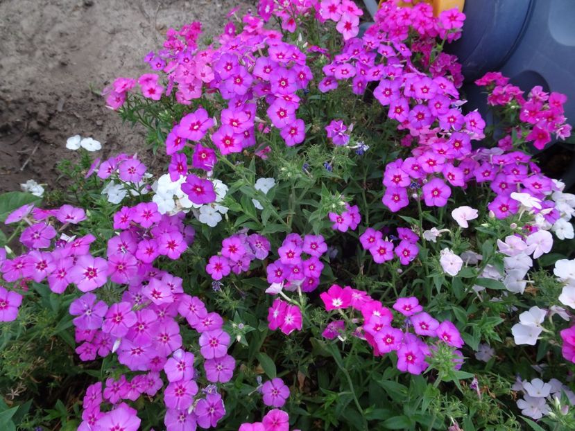  - PHLOX PITIC
