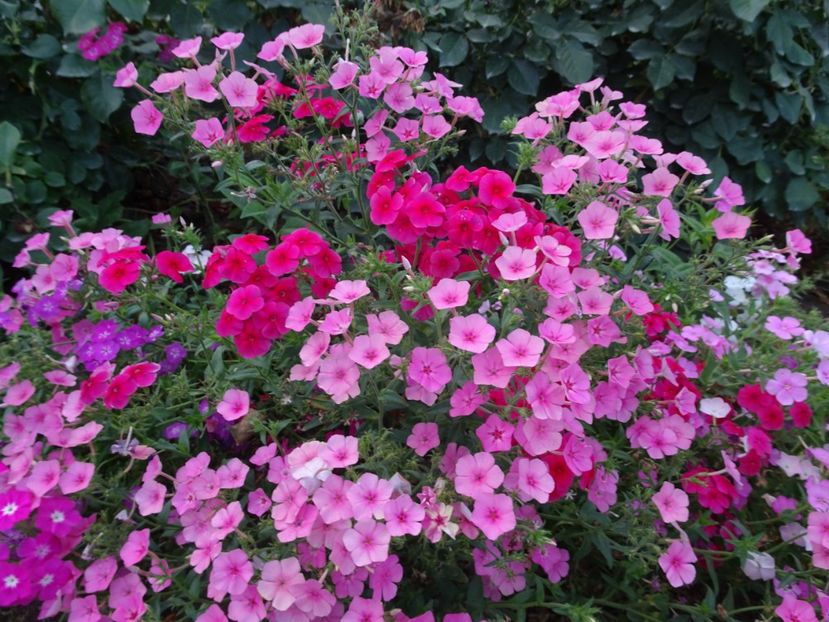  - PHLOX PITIC