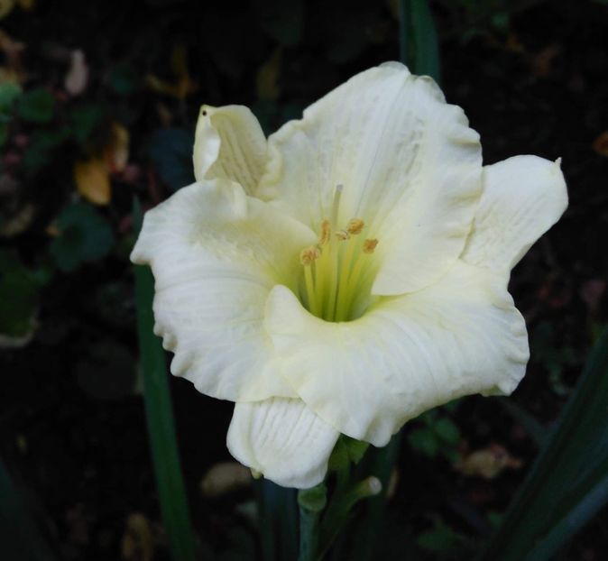 received_375382363364895~2 - Arctic Snow