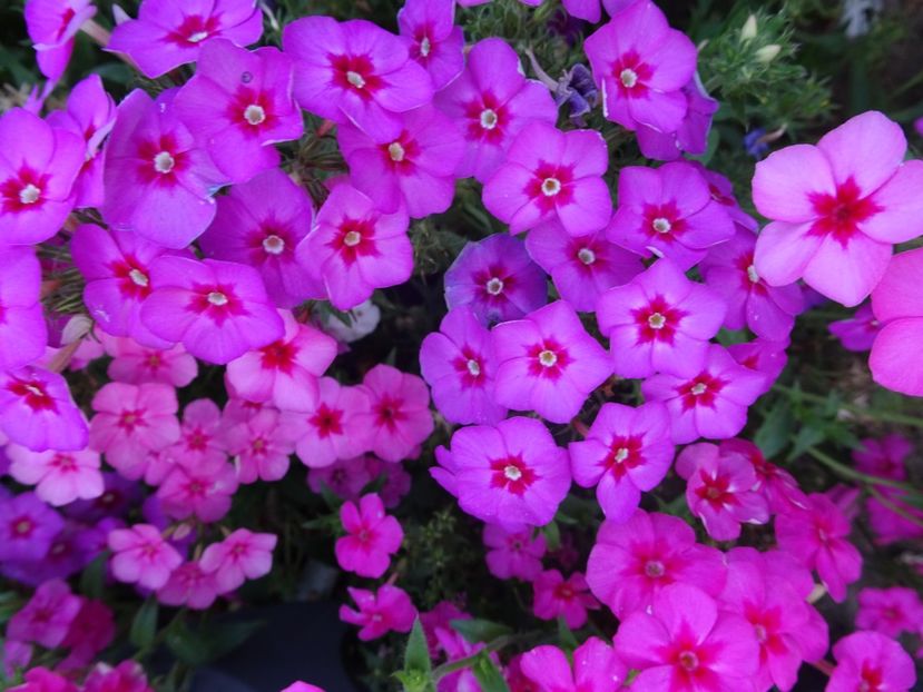  - PHLOX PITIC