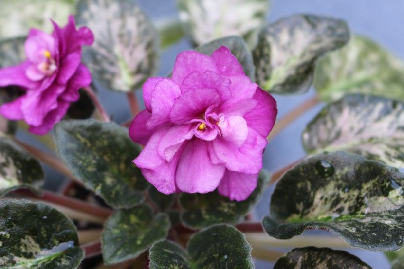 Witch Doctor - Witch Doctor