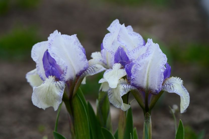 P1340532 - 2019_01_Irisi pitici si medii