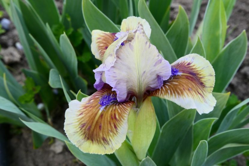 P1340543 - 2019_01_Irisi pitici si medii