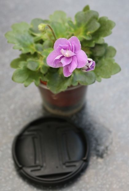 Peppermint Girl - Peppermint Girl