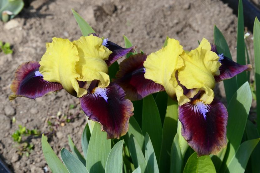 P1350028 - 2019_01_Irisi pitici si medii