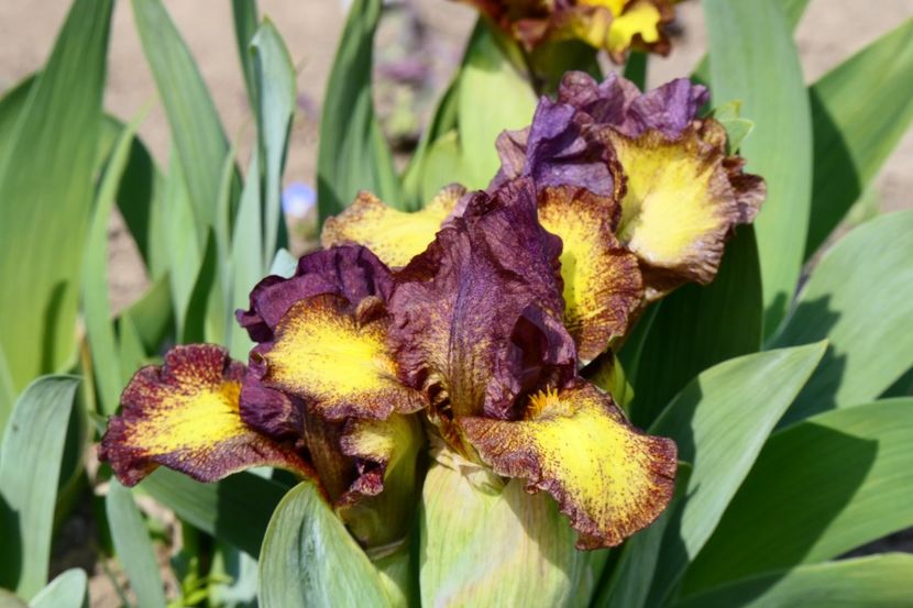 P1350035 - 2019_01_Irisi pitici si medii