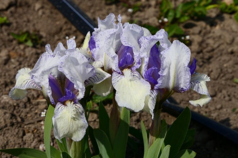 P1350039 - 2019_01_Irisi pitici si medii