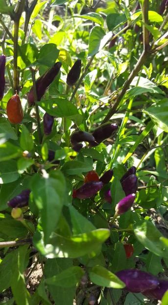 received_862152507475419 - 30iunie2019