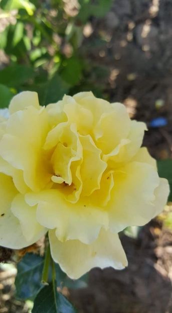 received_597585884102043 - 30iunie2019