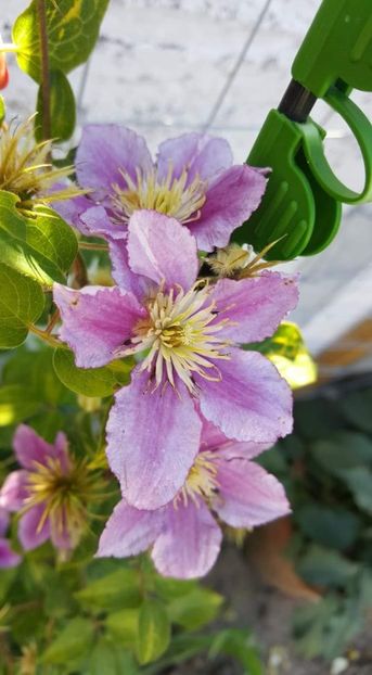 received_421494161913096 - 30iunie2019