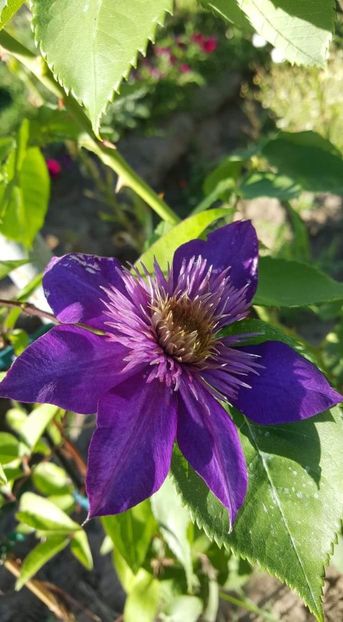 received_2448529472046323 - 30iunie2019