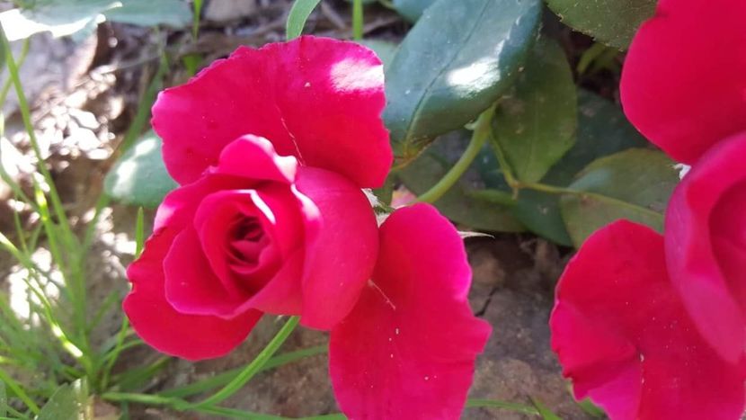 received_650513545411681 - 30iunie2019