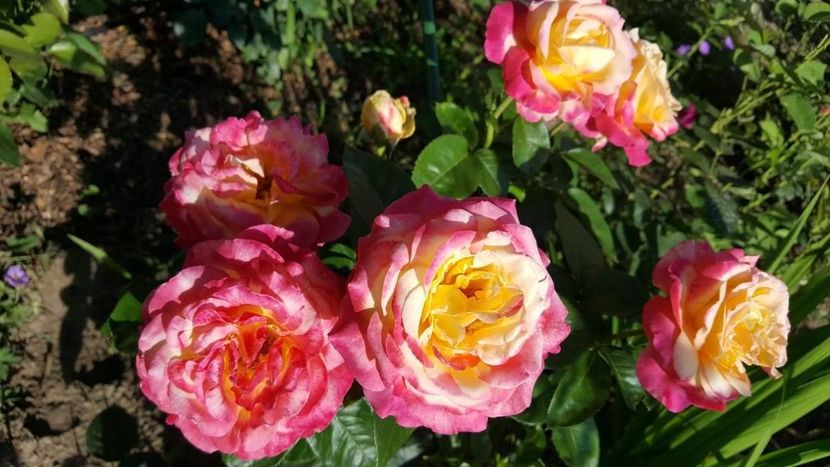 received_386766598627101 - 30iunie2019