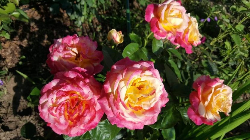 received_707104066378652 - 30iunie2019
