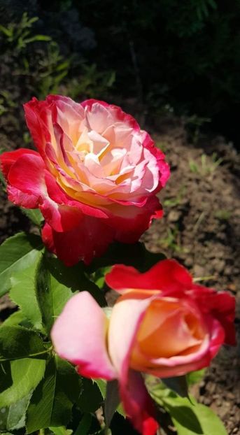 received_373172803341628 - 30iunie2019