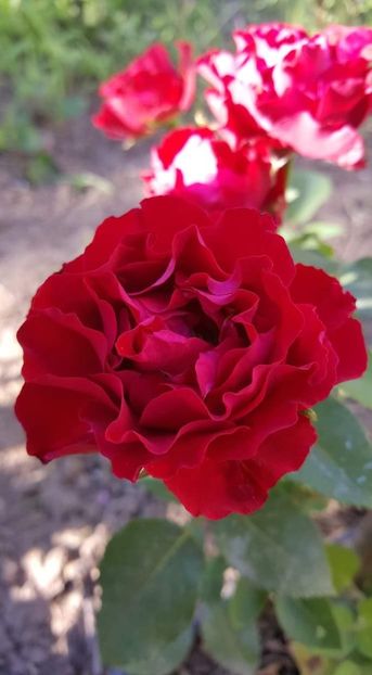 received_618305255333087 - 30iunie2019