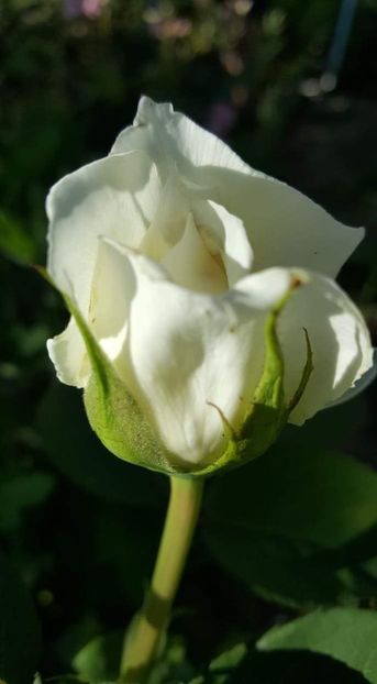 received_457784808345119 - 30iunie2019