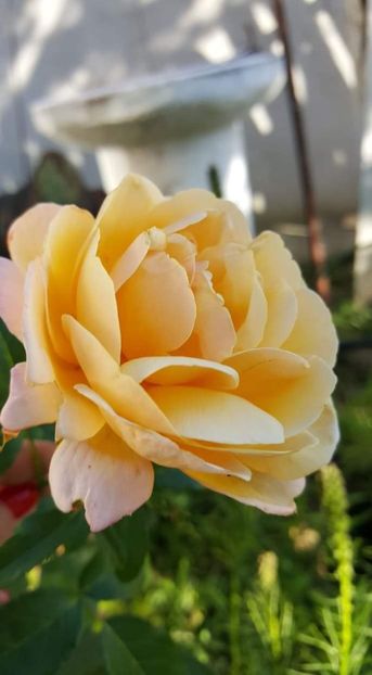 received_1203306116507596 - 30iunie2019